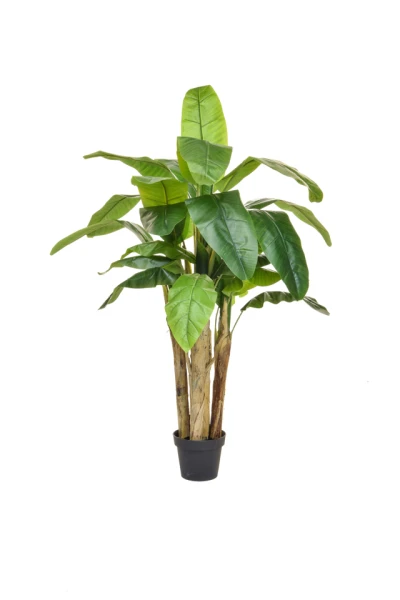 Image of Banana Tree - 120cm