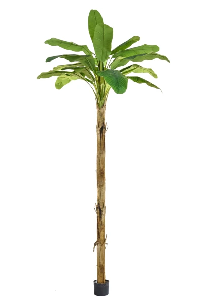 Image of Banana Tree - 350cm