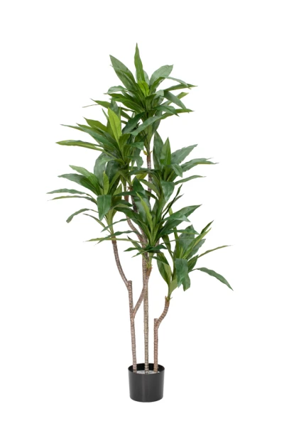 Cordyline - 70cm