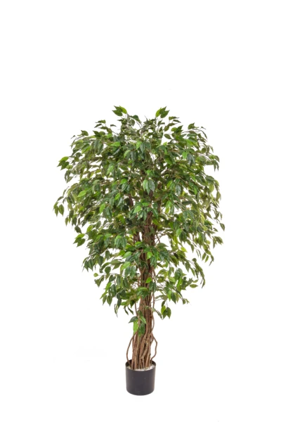 Image of Ficus Liana - 150cm