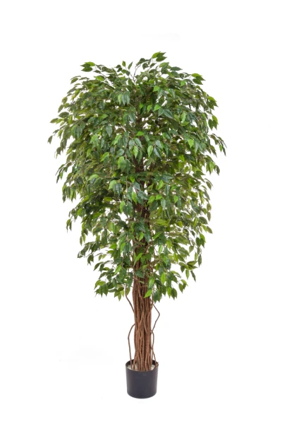 Image of Ficus Liana - 180cm