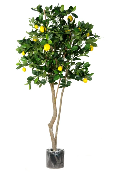 Image of Lemon Tree - 150cm