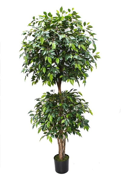 Image of Mini Ficus Tree - 185cm