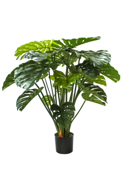 Image of Monstera - 120cm