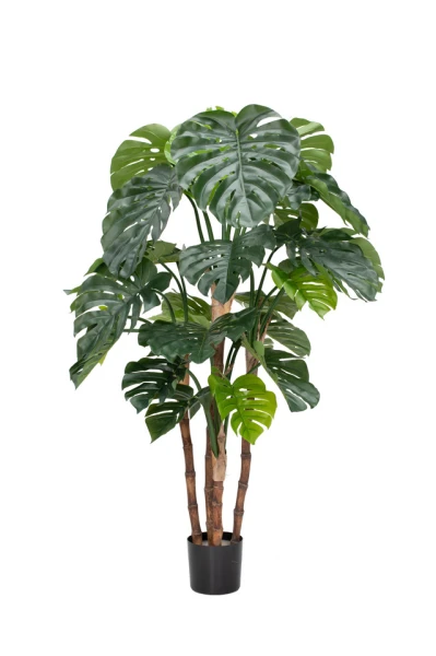 Image of Monstera - 165cm