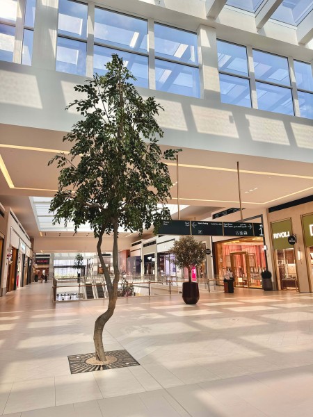 Ficus trees in Dubai Hills Mall