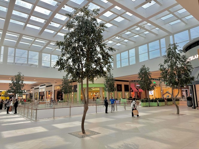 ficus trees in Dubai Hills Mall