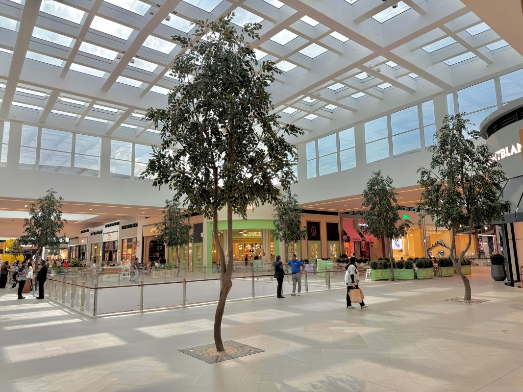 ficus trees in Dubai Hills Mall